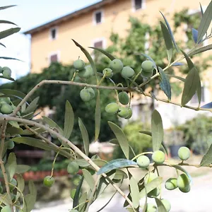 Al Frantoio Bed & Breakfast Chiusi
